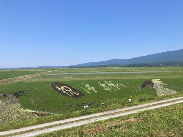 6月17日時点の田んぼアートの様子
