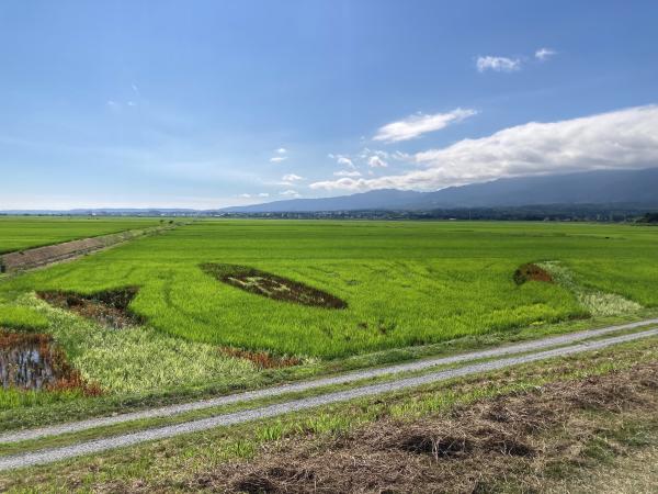 7月16日の田んぼアートの様子