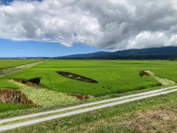 7月25日の田んぼアートの様子