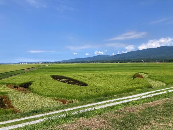8月4日の田んぼアートの様子