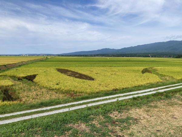 8月28日の田んぼアートの様子