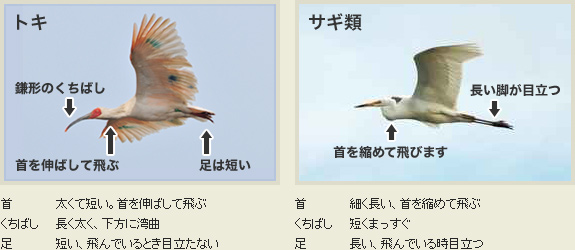 トキの見分け方の画像