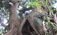佐渡の天然杉の画像