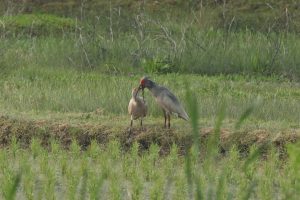 堅調に進むトキの野生復帰。の画像