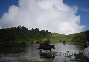 ドンデン高原の湖と放牧牛の画像