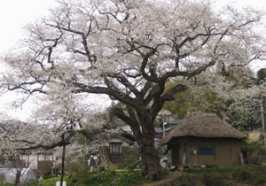 法乗坊の種蒔き桜の画像