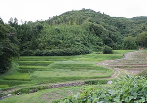 正明寺ビオトープの画像