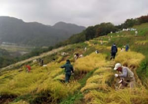 棚田での稲刈り風景