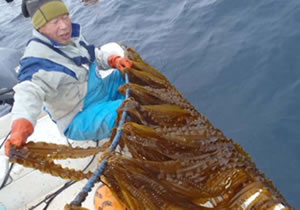 「地域食材活用推進事業」。「佐渡 島こんぶ」の養殖。の画像