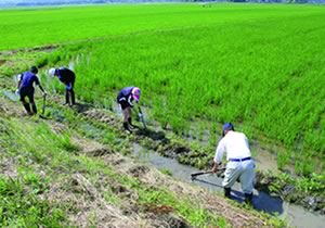 水田での江の設置の画像