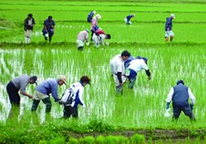 「生きもの調査」の実施の画像