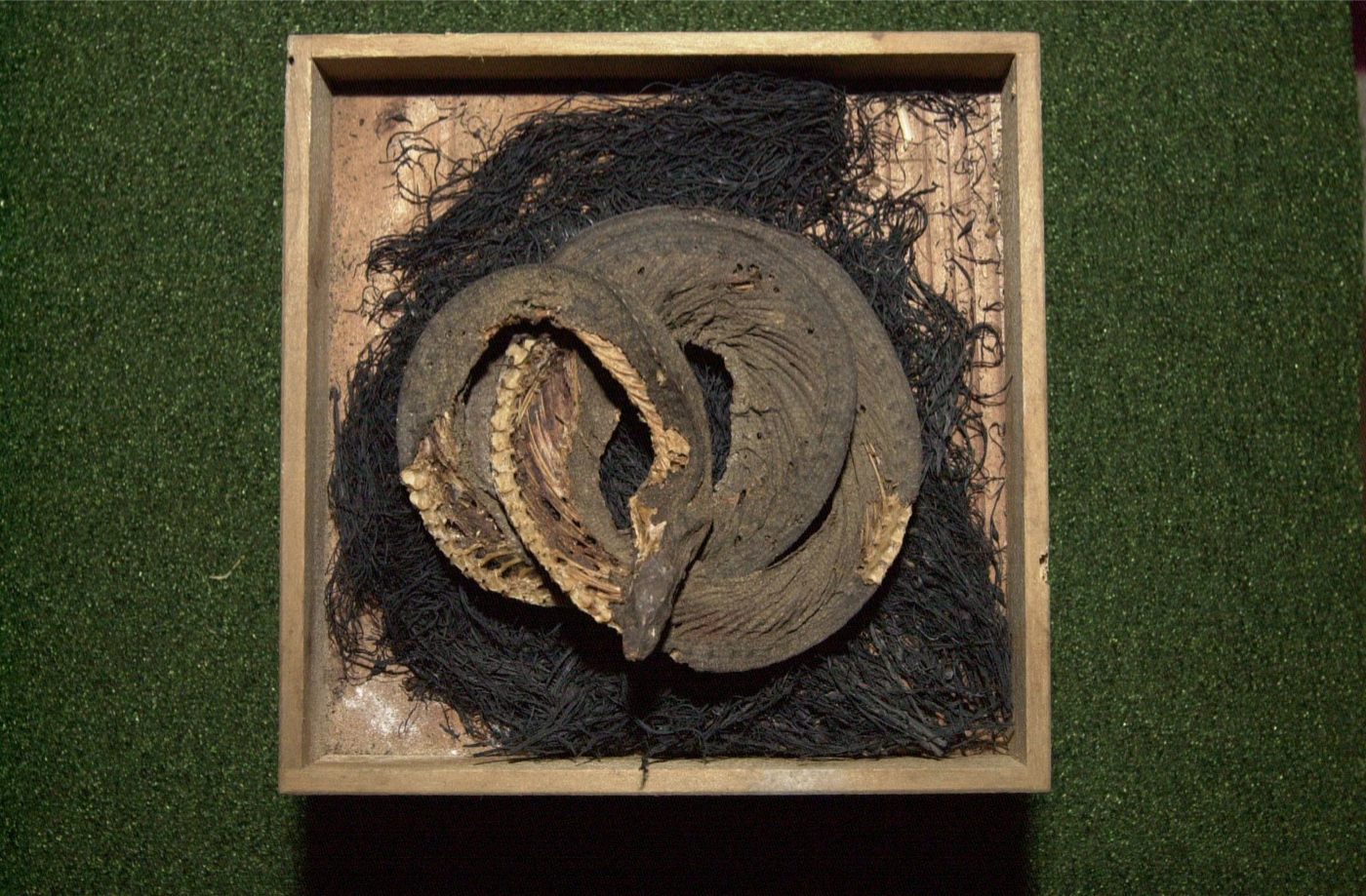 セグロウミヘビのミイラ（11cm×9.5cm）の画像