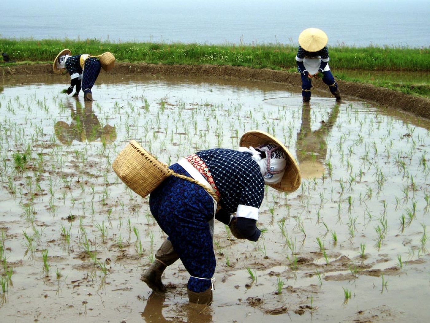 佐渡の車田植の画像