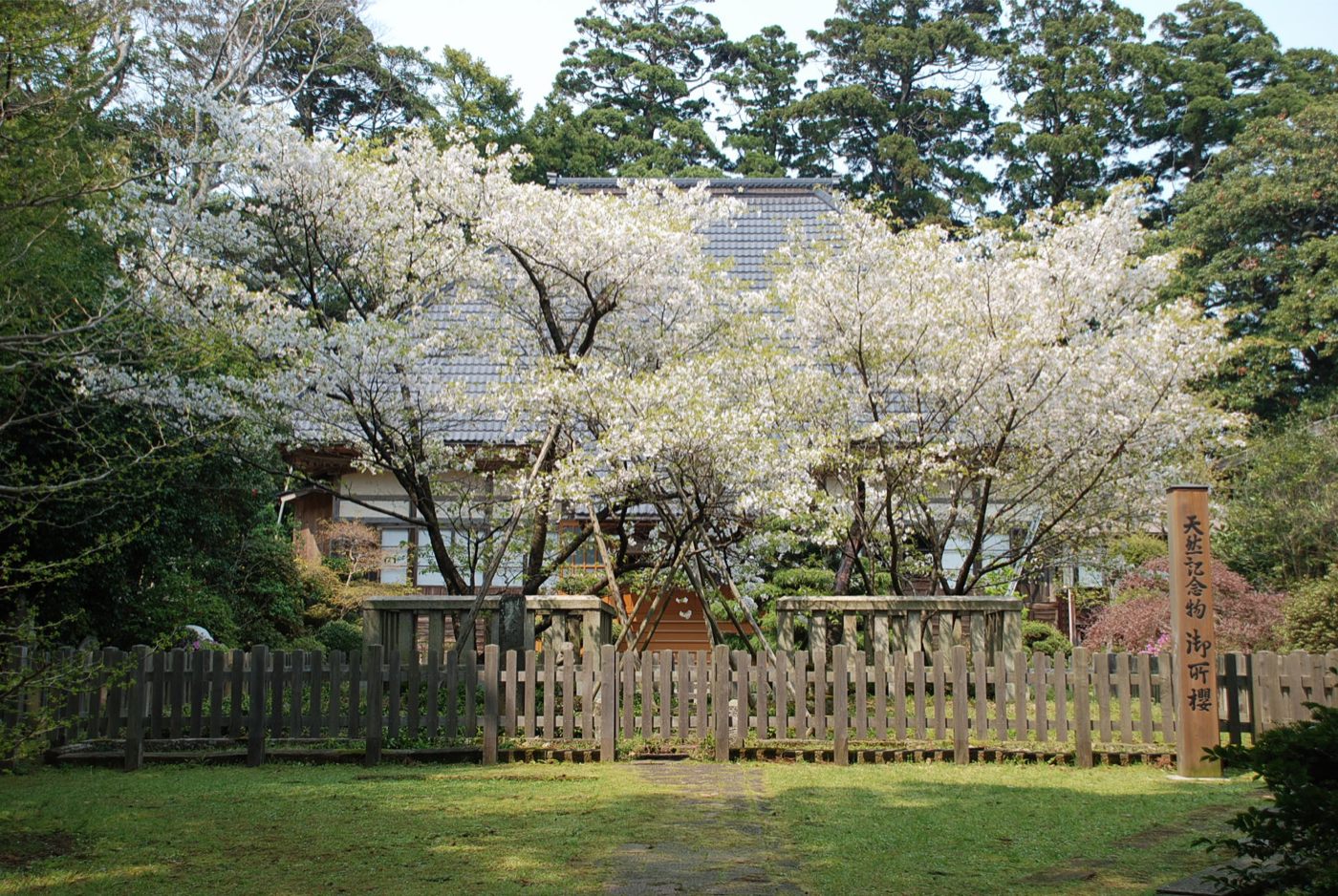 小木御所ザクラの画像