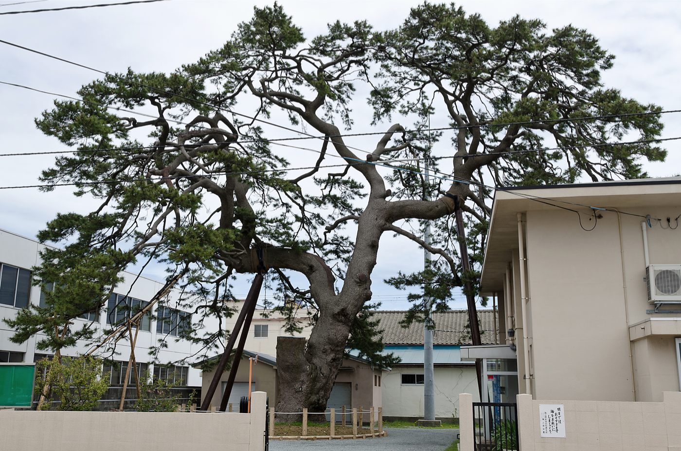 村雨マツの画像