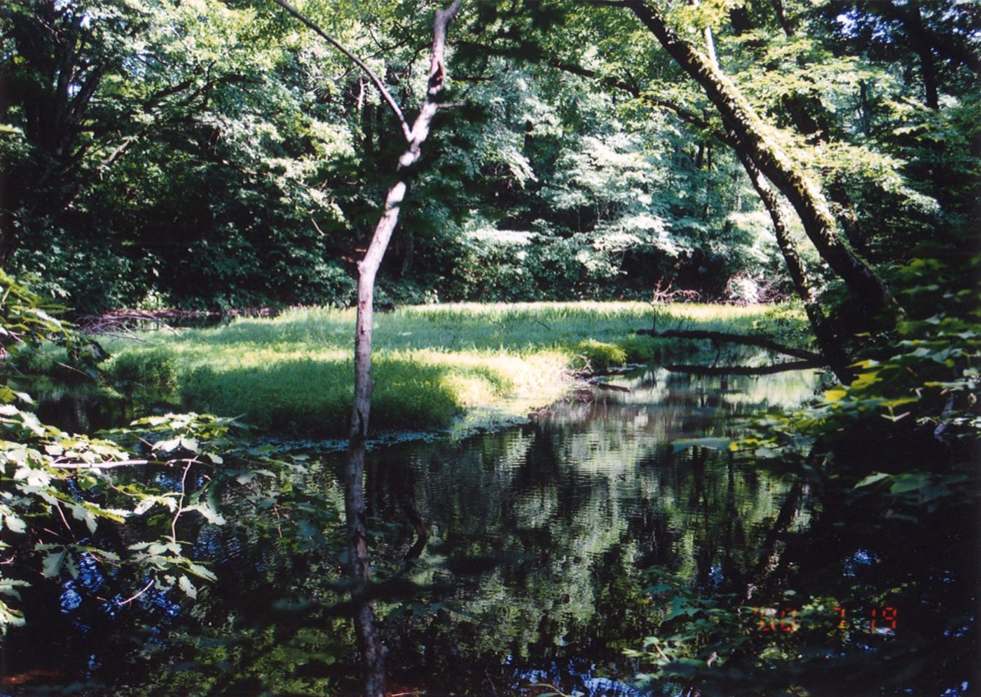 乙和池の浮島及び植物群落の画像