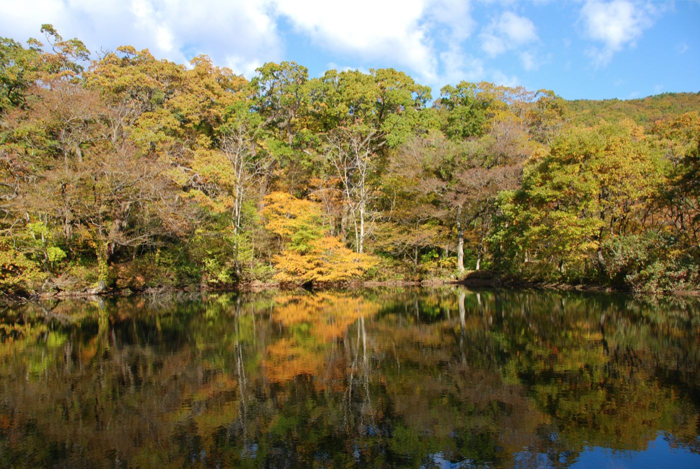 杉池の広葉樹林の画像