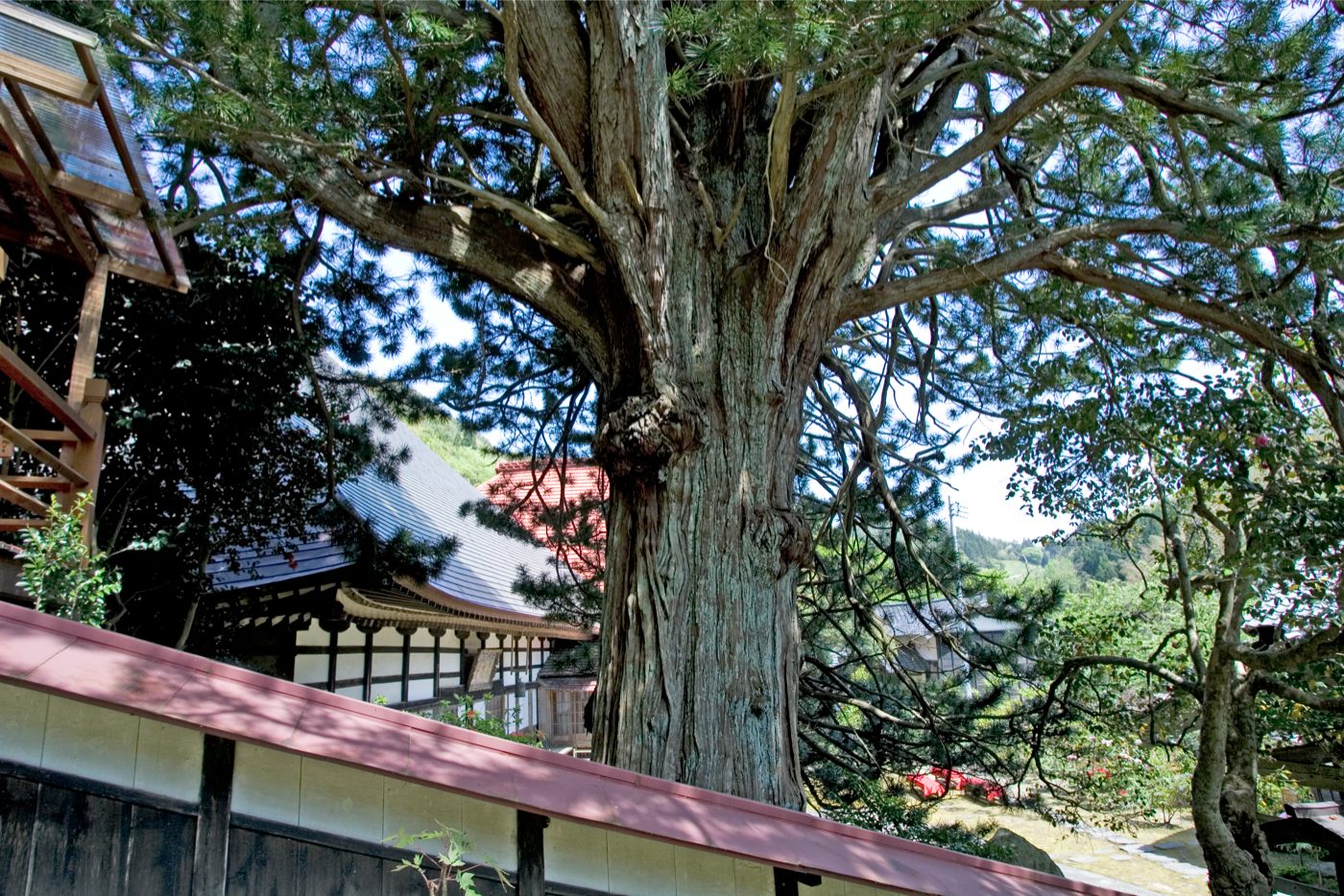 長谷の高野マキの画像