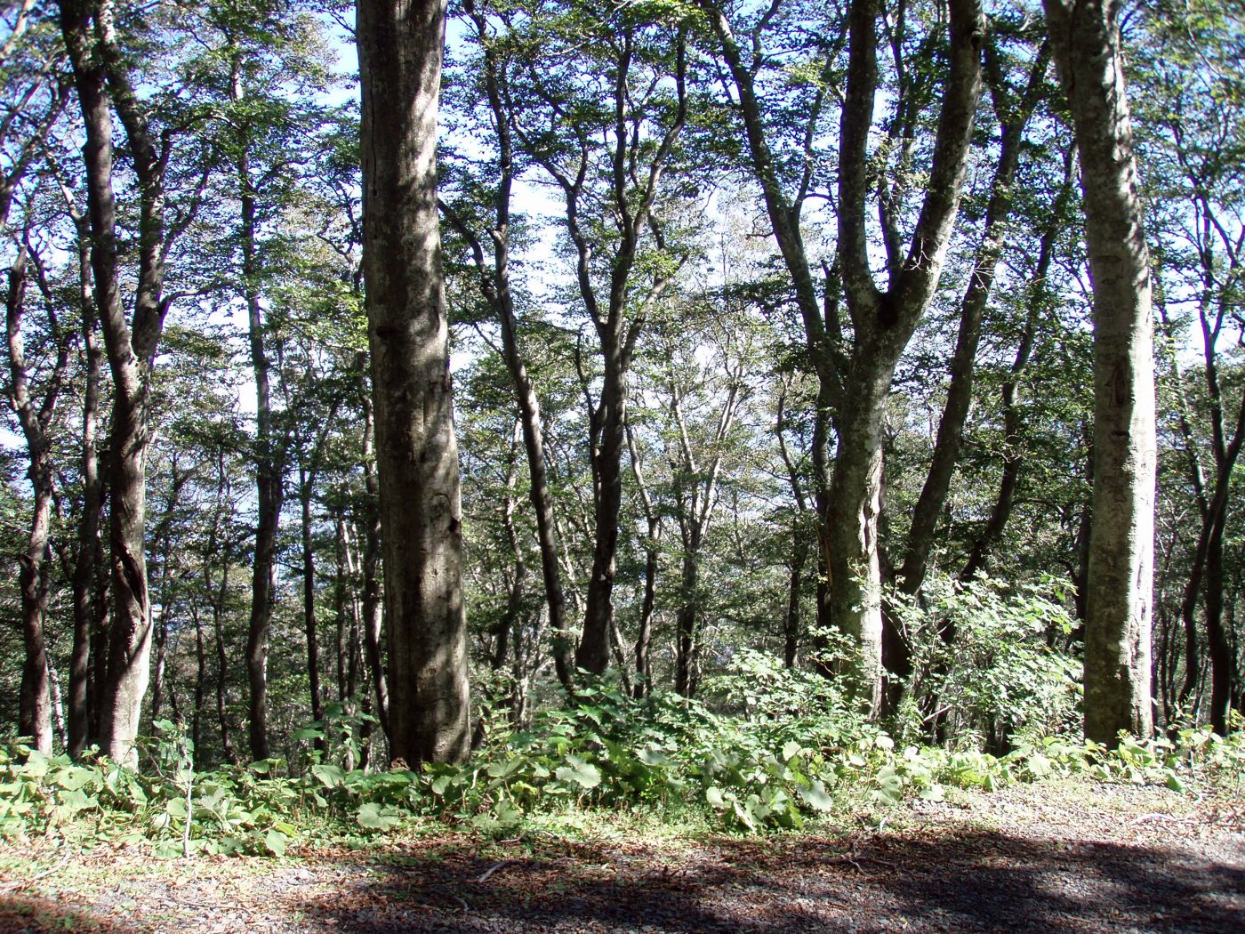 北岳のブナ林の画像