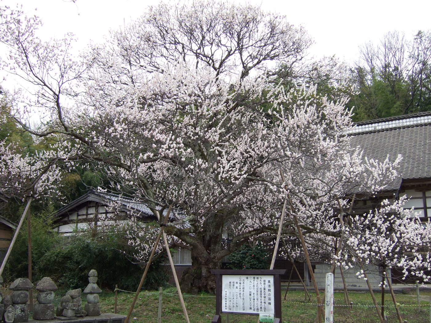 真法院の苔梅の画像