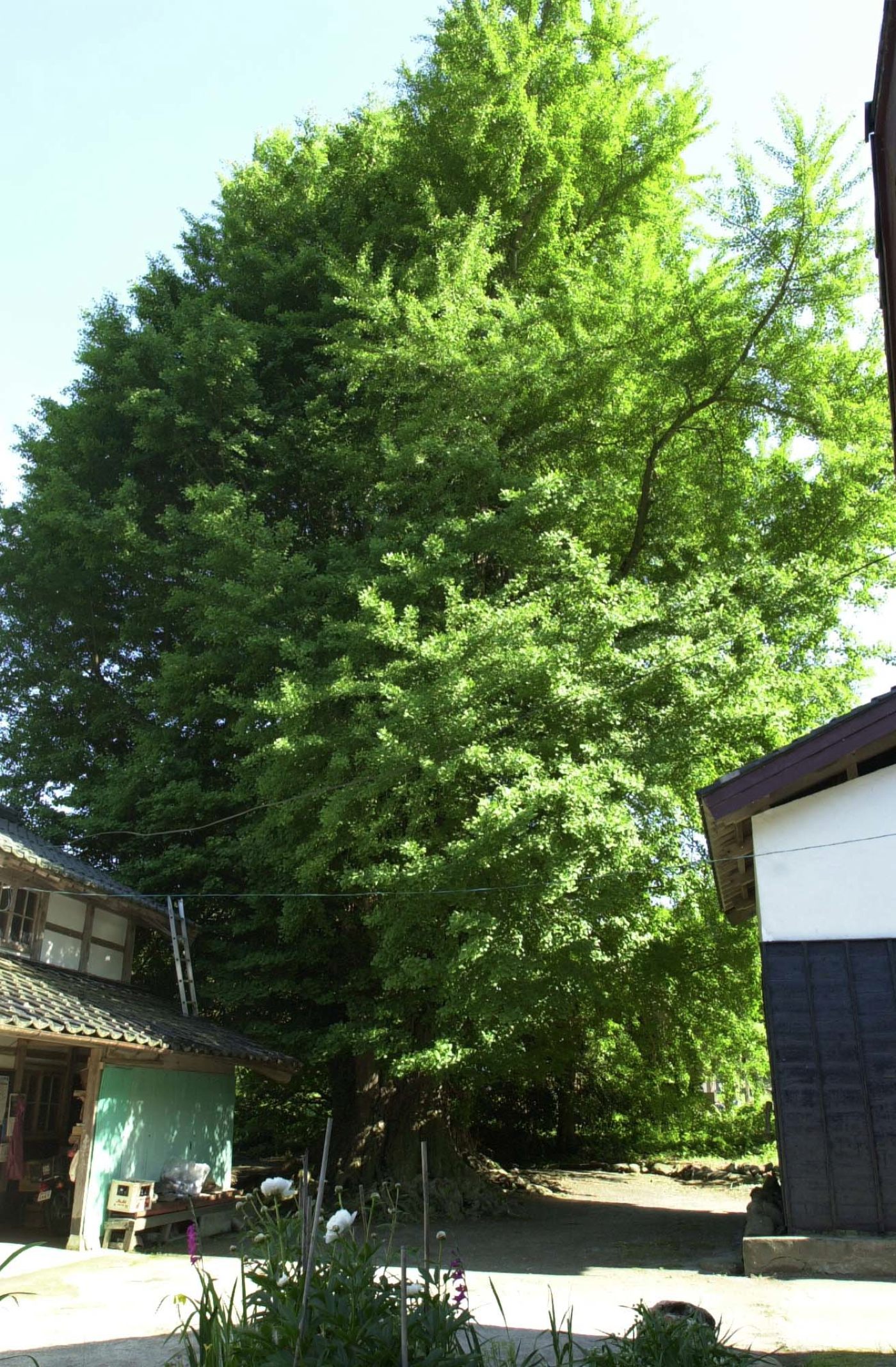 新穂大野の大イチョウの画像