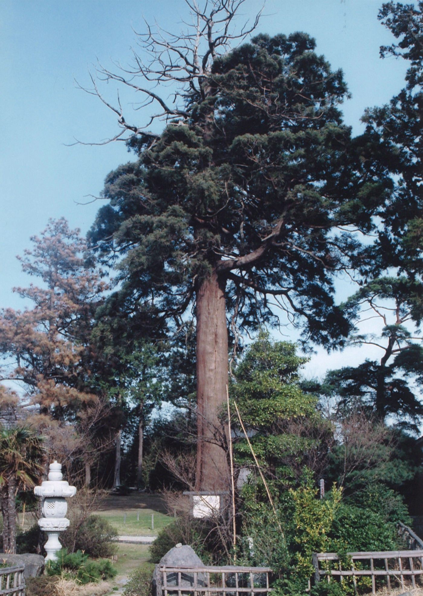 三光の杉の画像