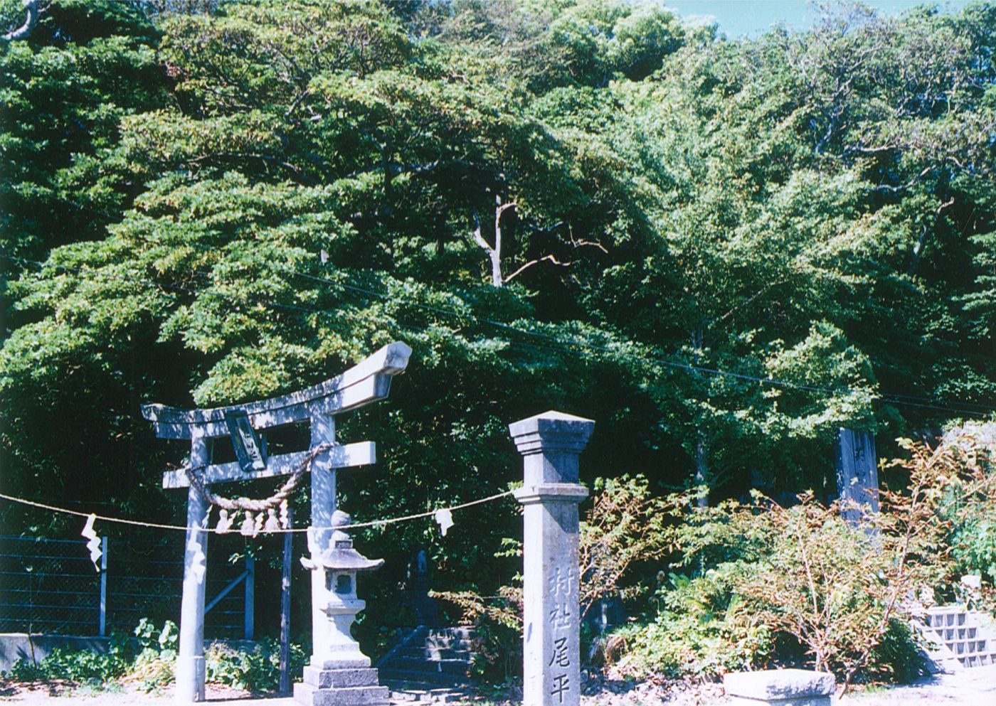 尾平神社のタブ林の画像
