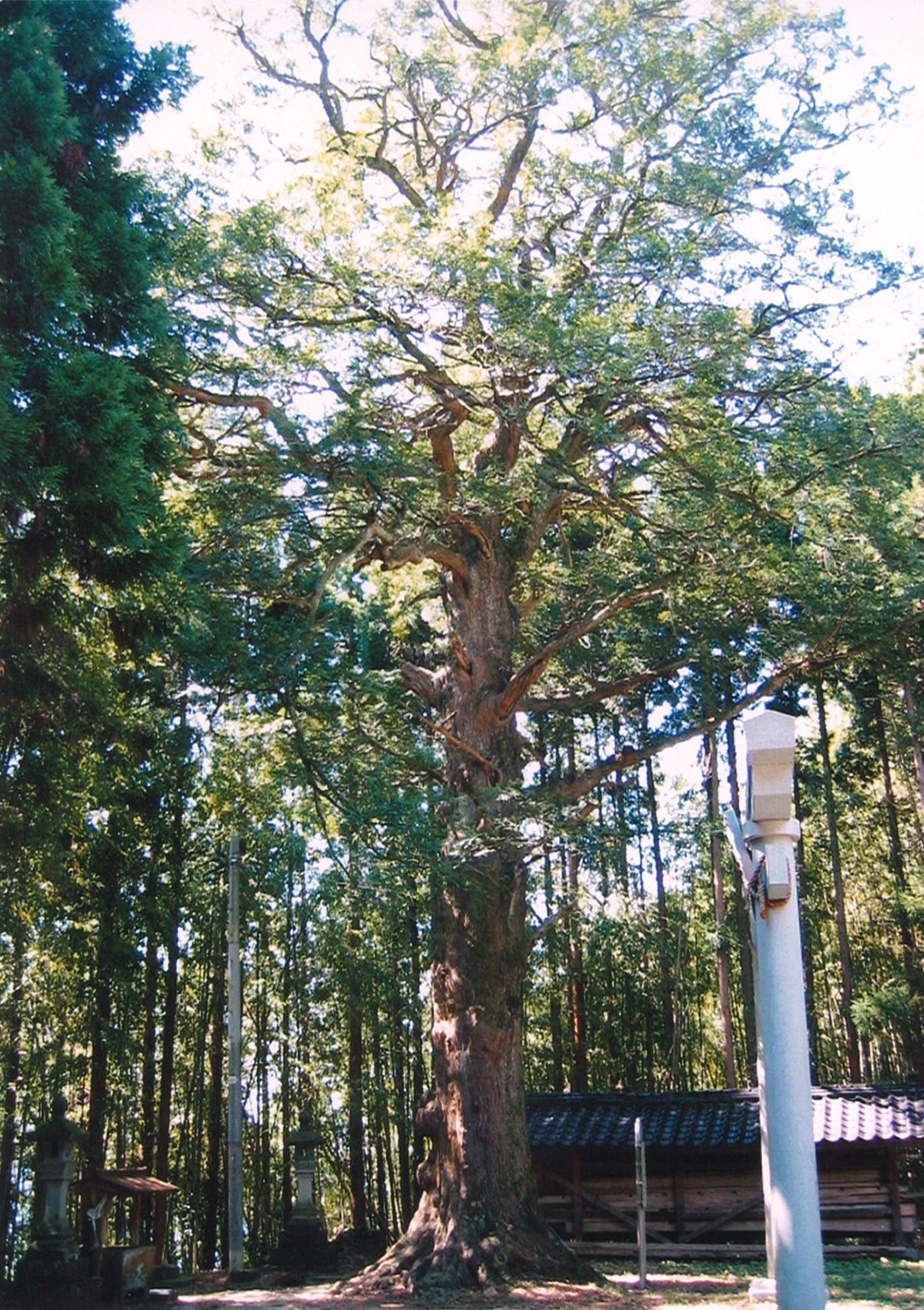 大椋神社の大榧の画像