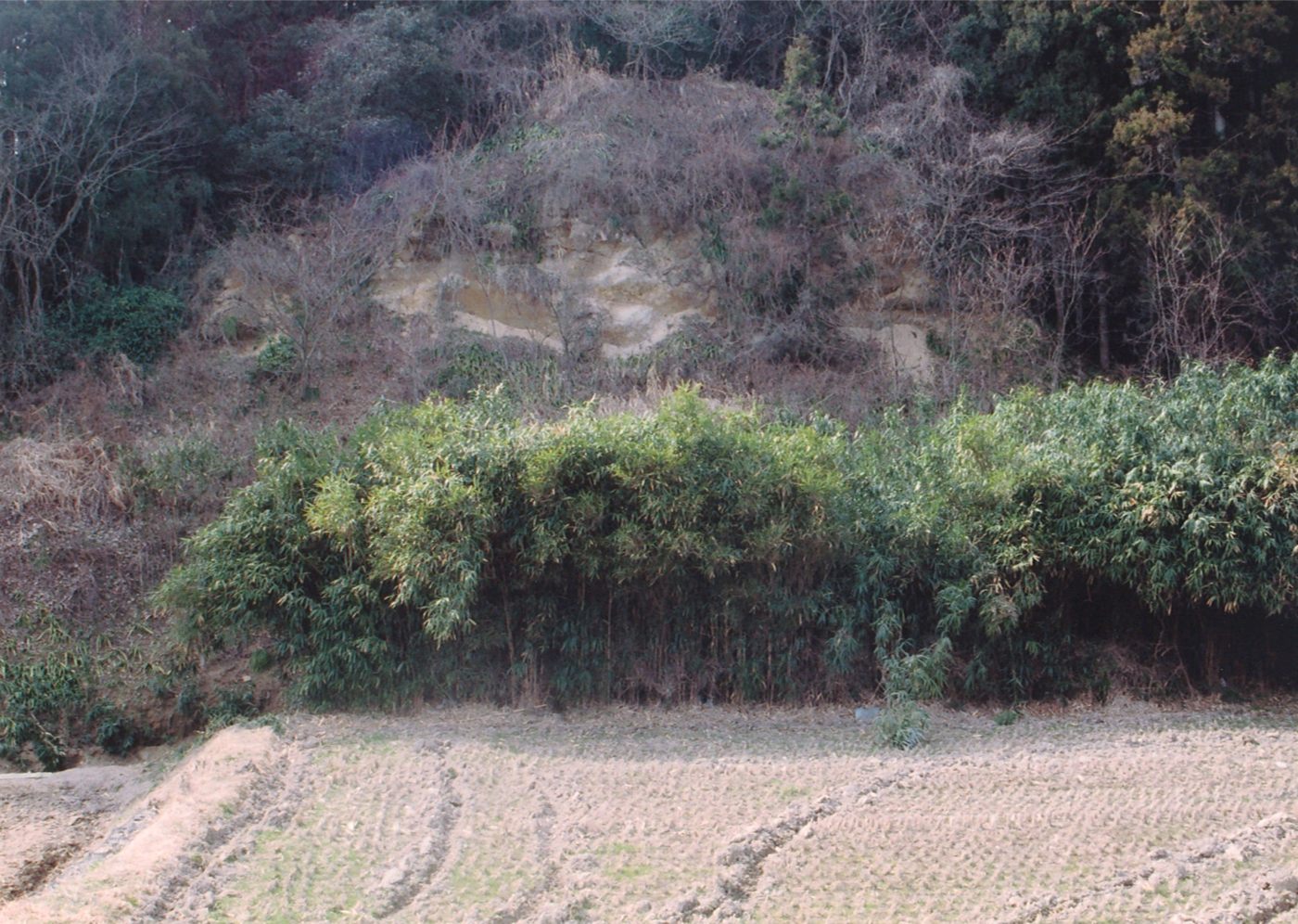 沢根の貝立層の画像