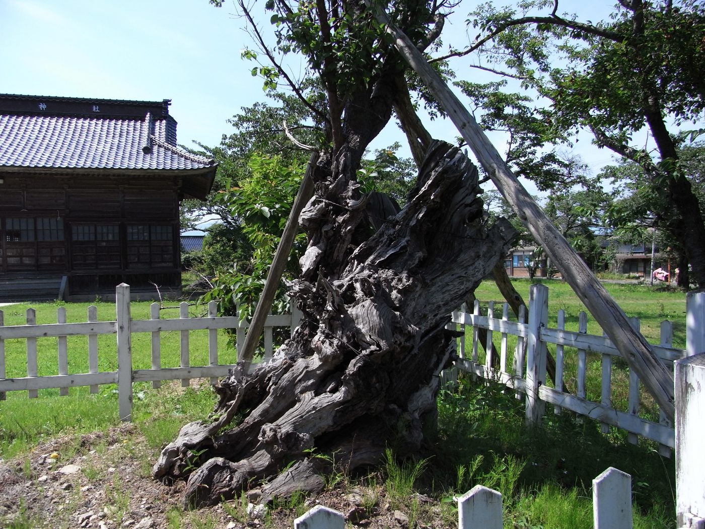 何代の梅の画像