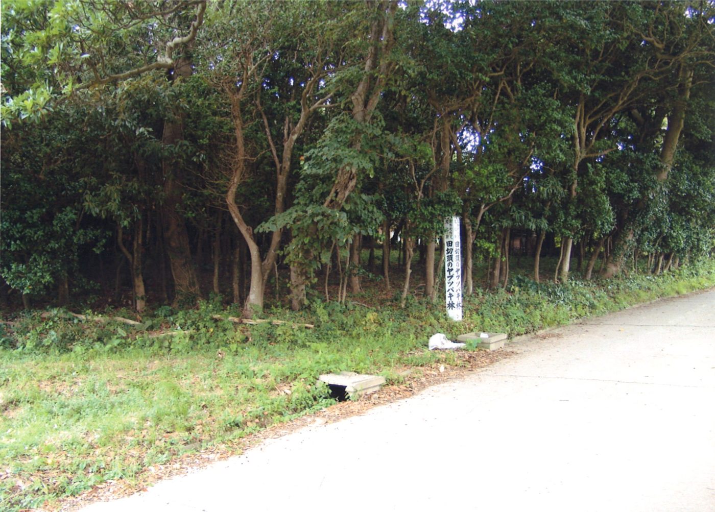田切須のヤブツバキ林