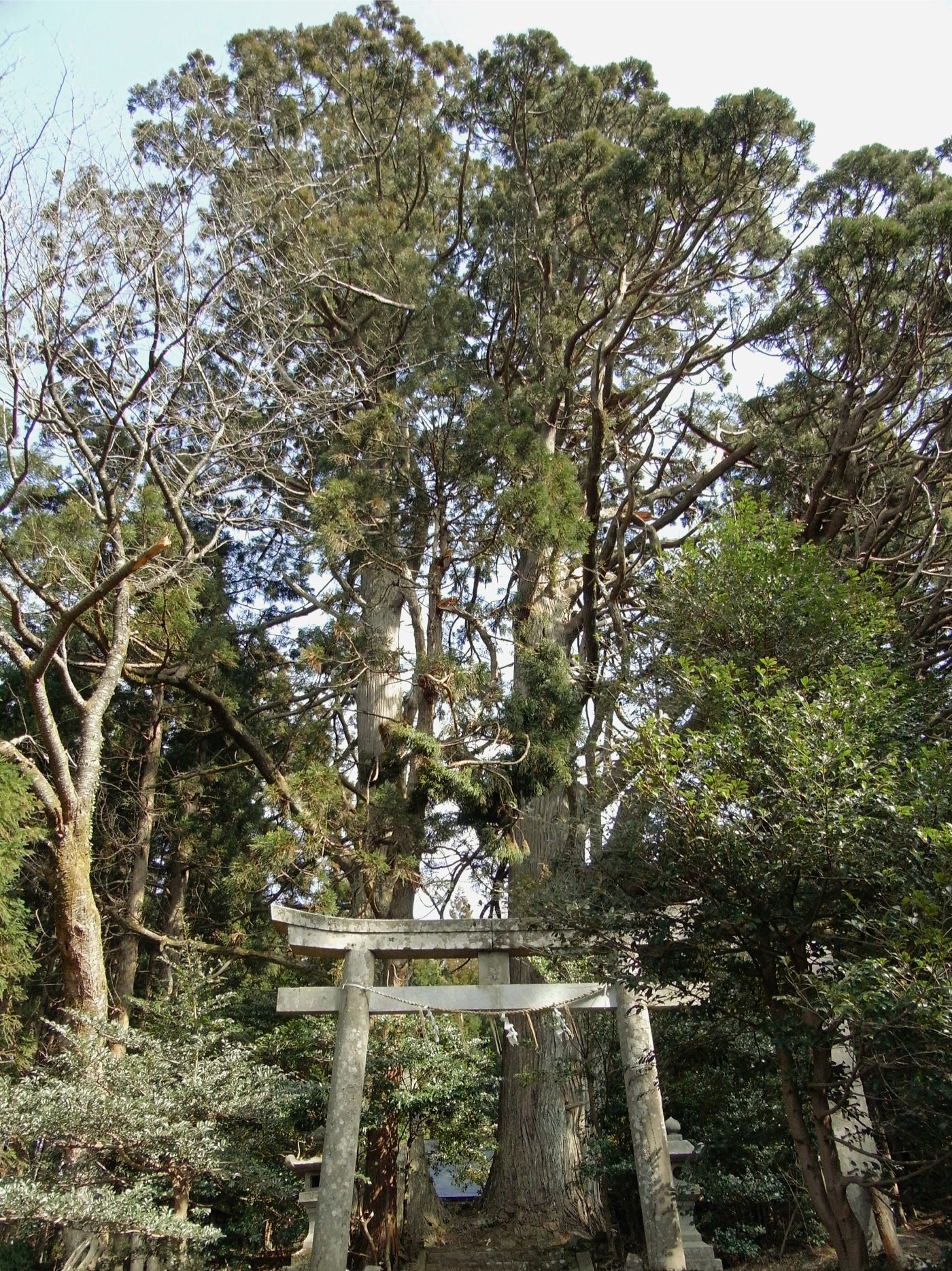 稲荷神社の大杉の画像
