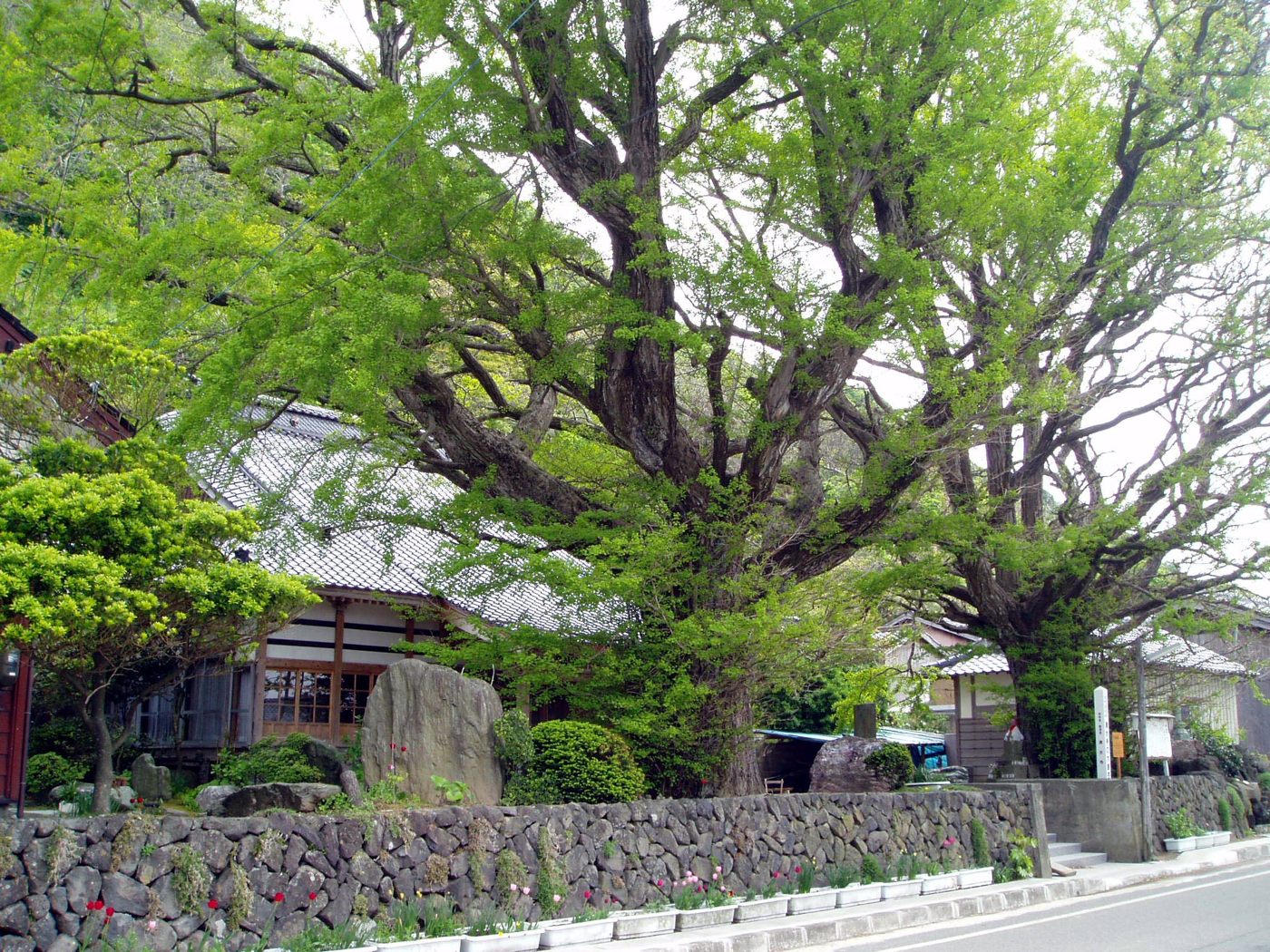 清水寺大イチョウの画像