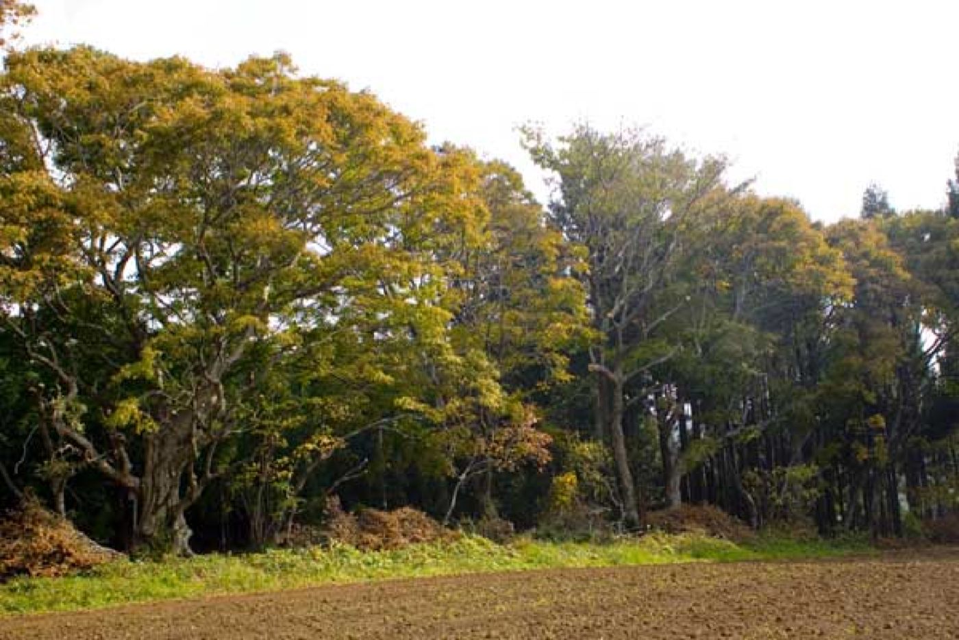 絞張ヤマモミジ群落の画像