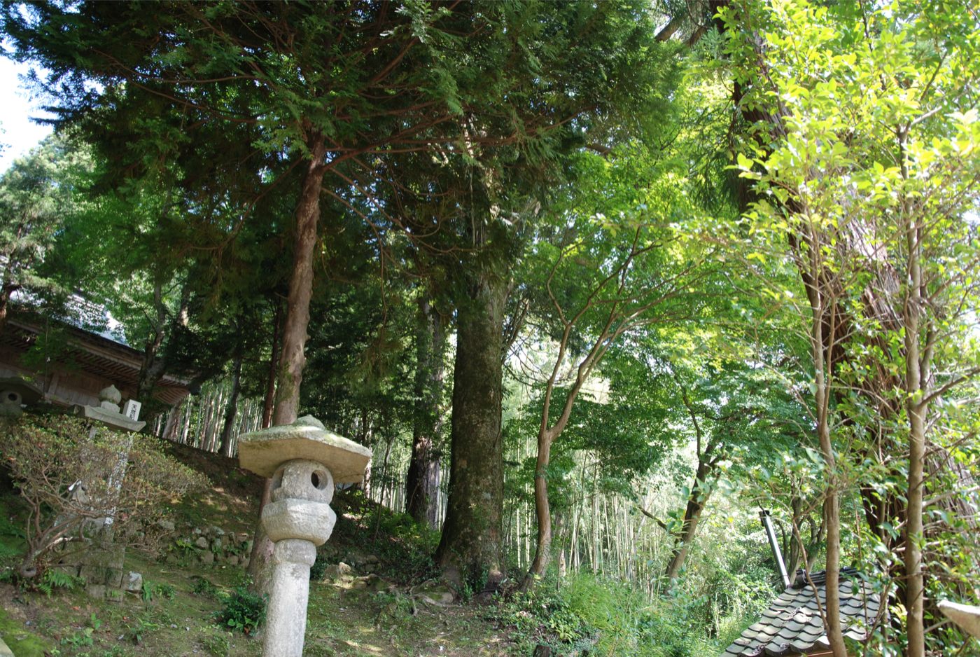 佐渡市指定 記念物：草苅神社のウラジロガシ