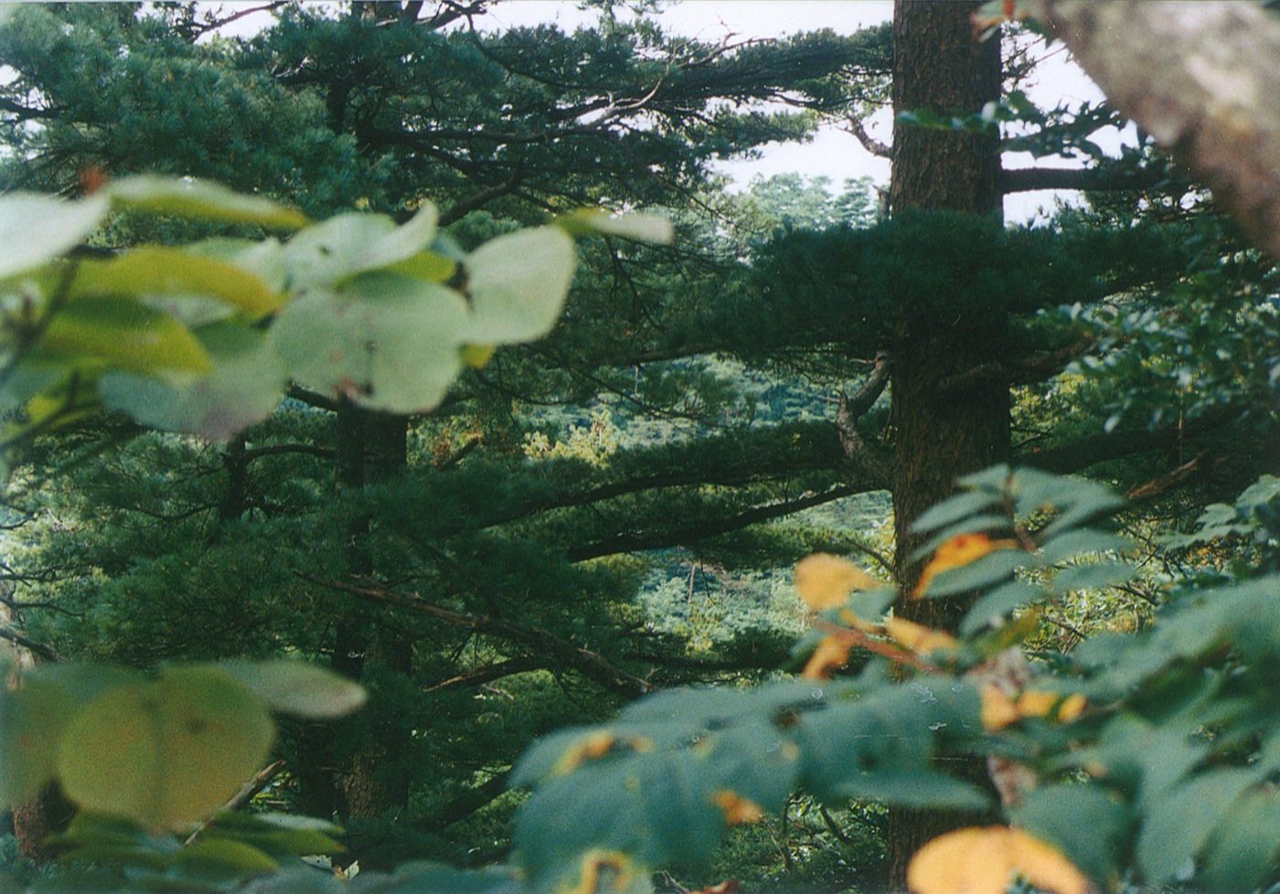南片辺のキタゴヨウ林の画像