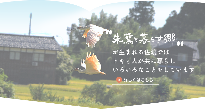 朱鷺と暮らす郷が生まれる佐渡では トキと人が共に暮らし いろいろなことをしていますのイメージ画像