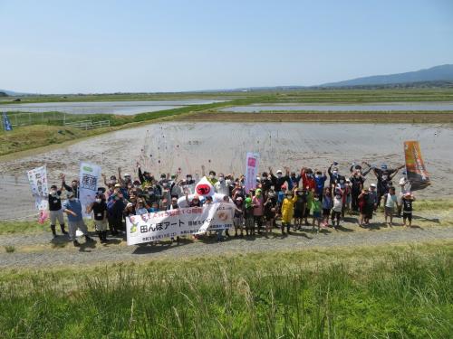 令和3年田んぼアート経過（5月15日写真）