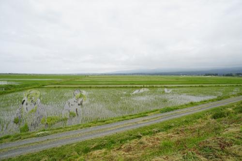 令和3年田んぼアート経過（6月15日写真）