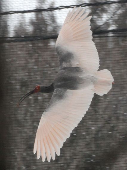 雪が舞う中を羽ばたくトキ