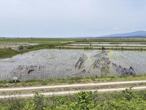 R7田んぼアート 6月2日