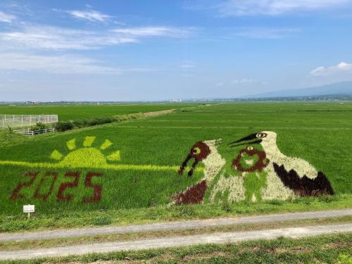 7月2日の田んぼアートの写真