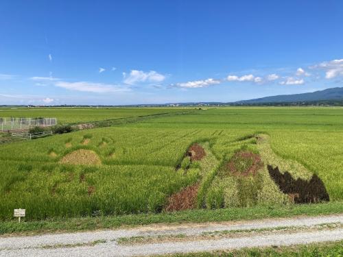 田んぼアートの写真