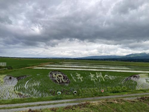 6月9日時点の田んぼアートの様子