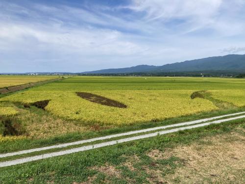 8月28日の田んぼアートの様子