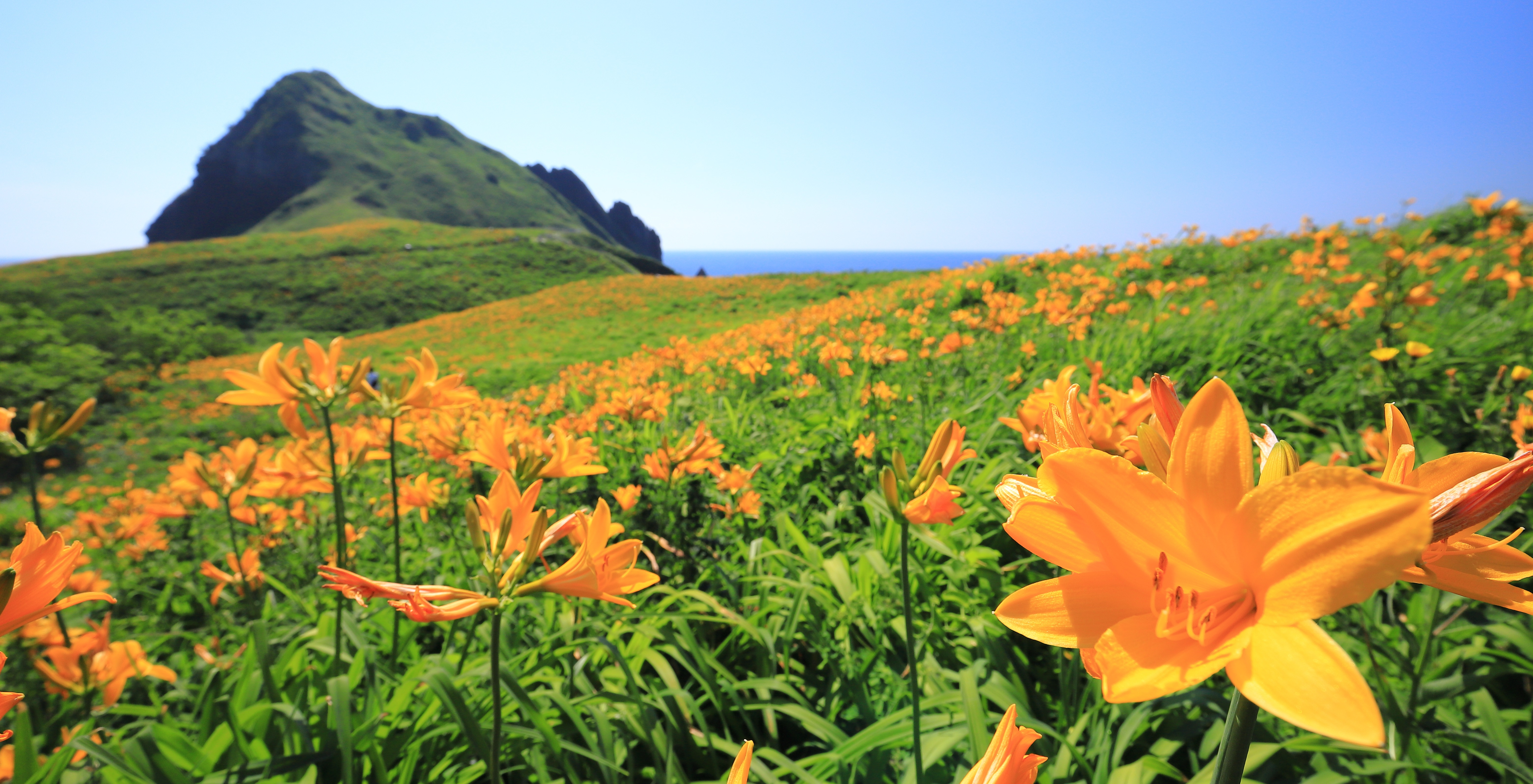 大野亀の画像